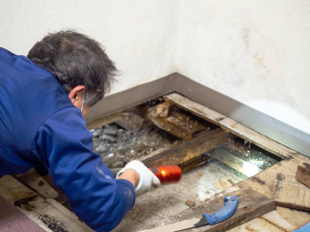 Best Toxic Mold Removal  in Monessen, PA