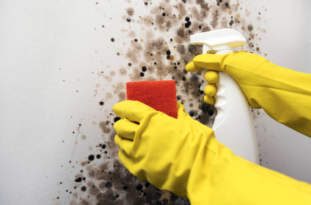 Mold Removal and Inspection in Monessen, PA