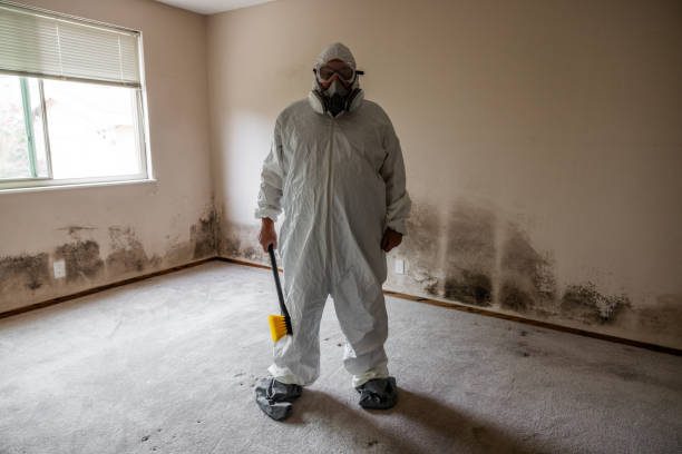 Best Mold Removal and Inspection  in Monessen, PA