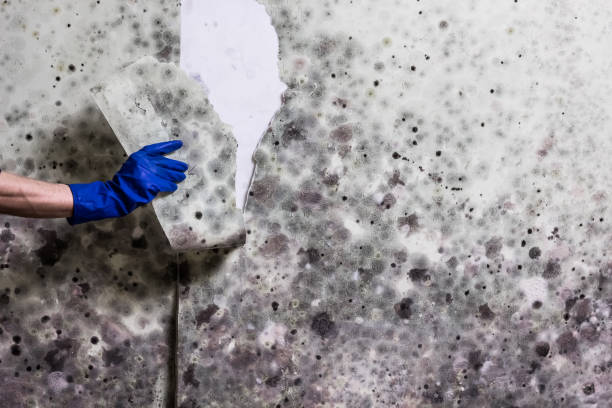 Professional Mold Removal in Monessen, PA