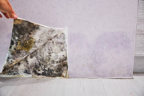 Best Black Mold Removal  in Monessen, PA